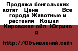 Продажа бенгальских котят › Цена ­ 20 000 - Все города Животные и растения » Кошки   . Кировская обл.,Югрино д.